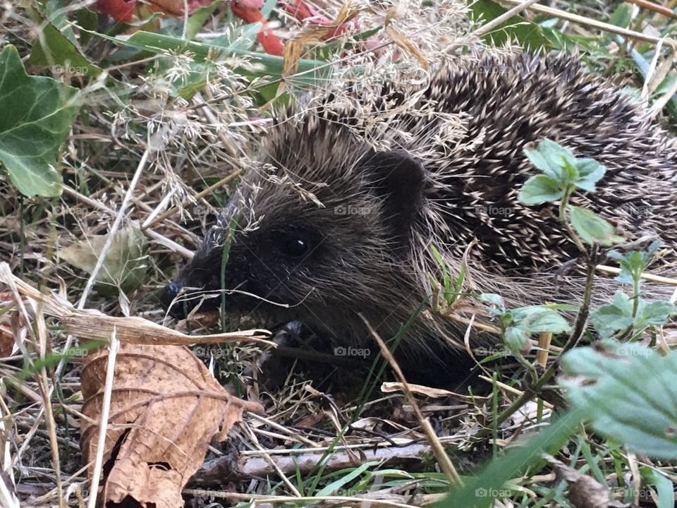 Young hedgehog watching you !