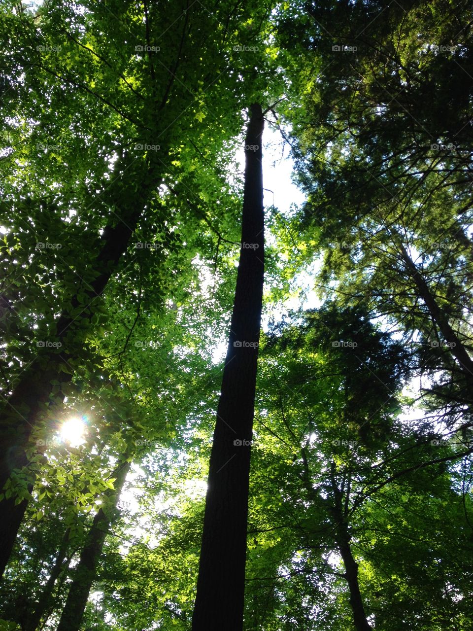 Michigan Tall White Pines