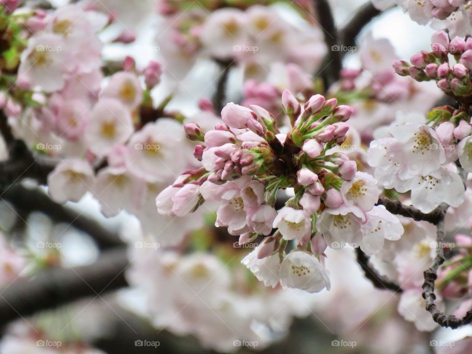 桜   Cherry blossoms