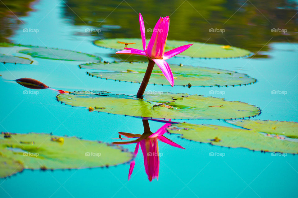 beautiful dragonfly sitting on petal of lotus flower