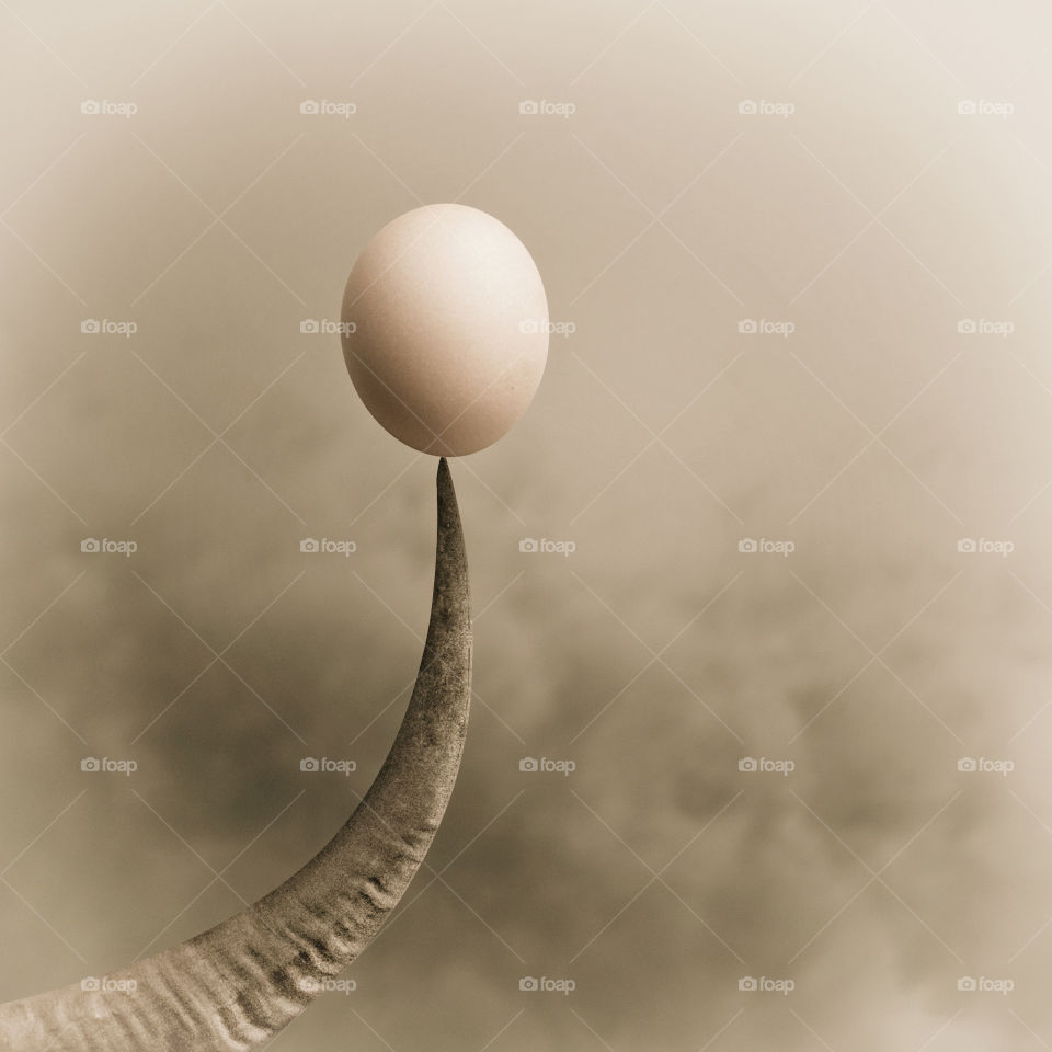 An egg at the tip of the horn
