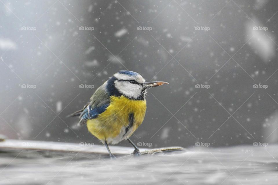Spring Snow and Little Bird