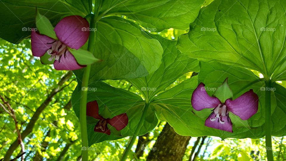 three rare red trilliums in the forest