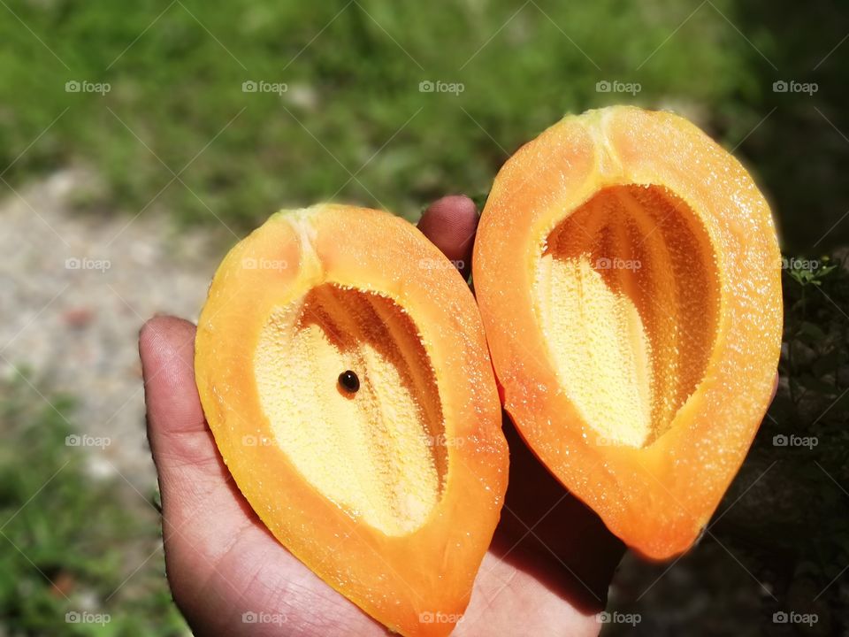 Lechoza o Papaya enana fresca de una sola semilla, color y sabor natural en día de sol.