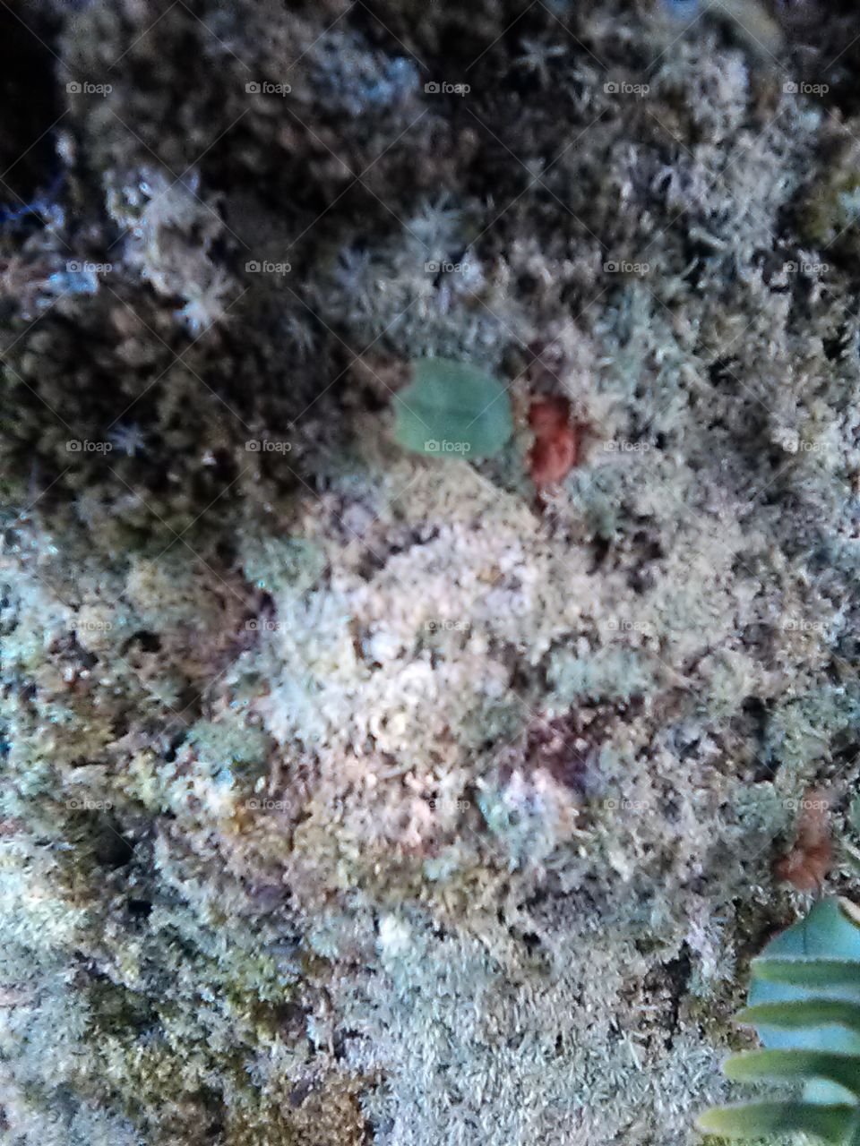 lichen  light