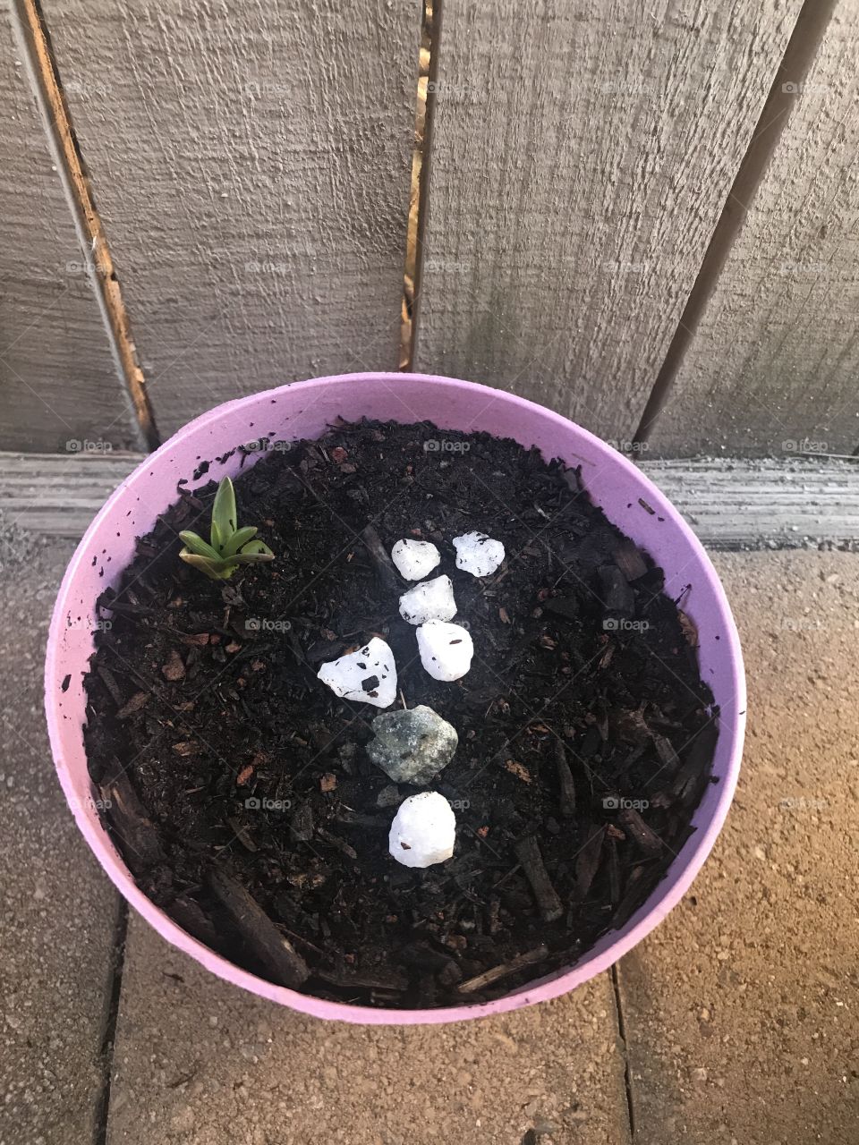 Plants sprouting in the soil surrounded by white rocks 
