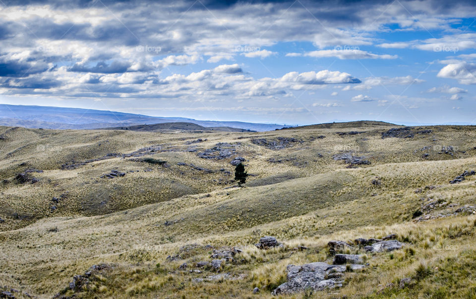 lonely tree 🏞️