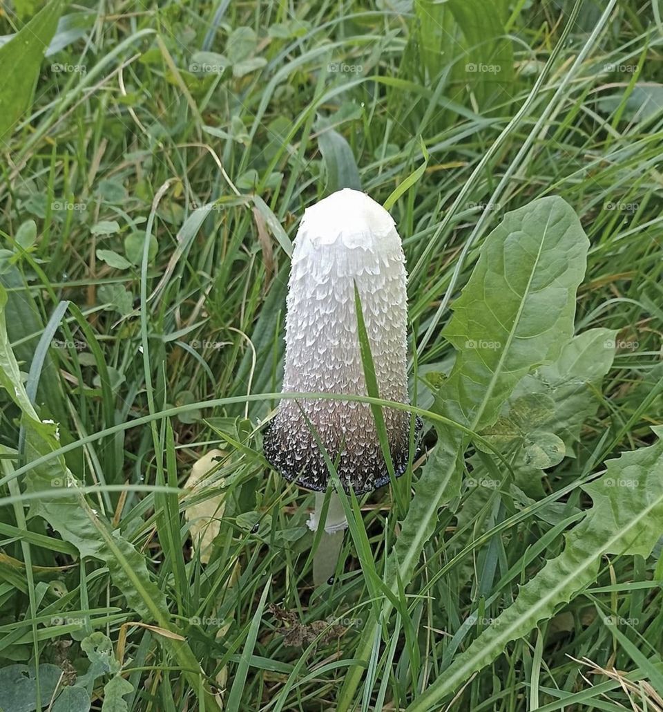 Agaricaceae-mushroom