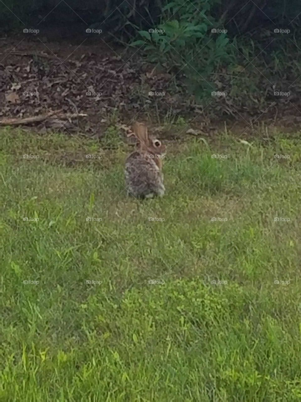 A pondering rabbit.