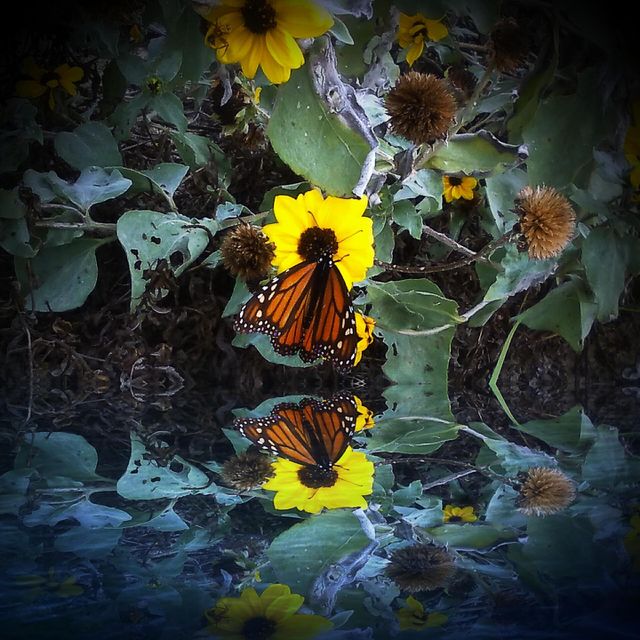 Monarch Butterfly On Wild Sunflower Over Water
