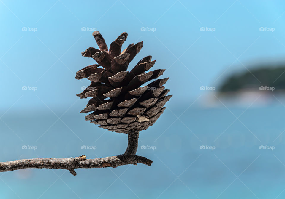 Conifer cone