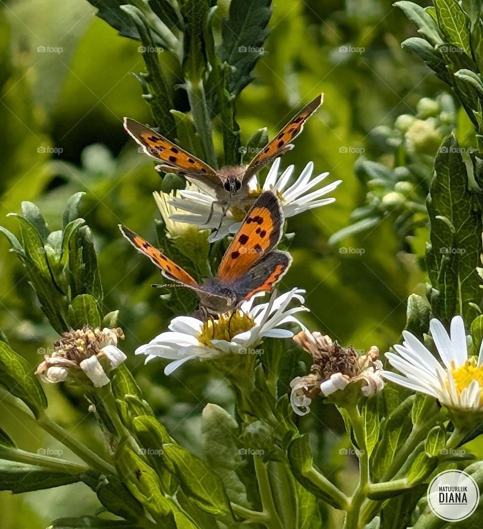 I love butterflies