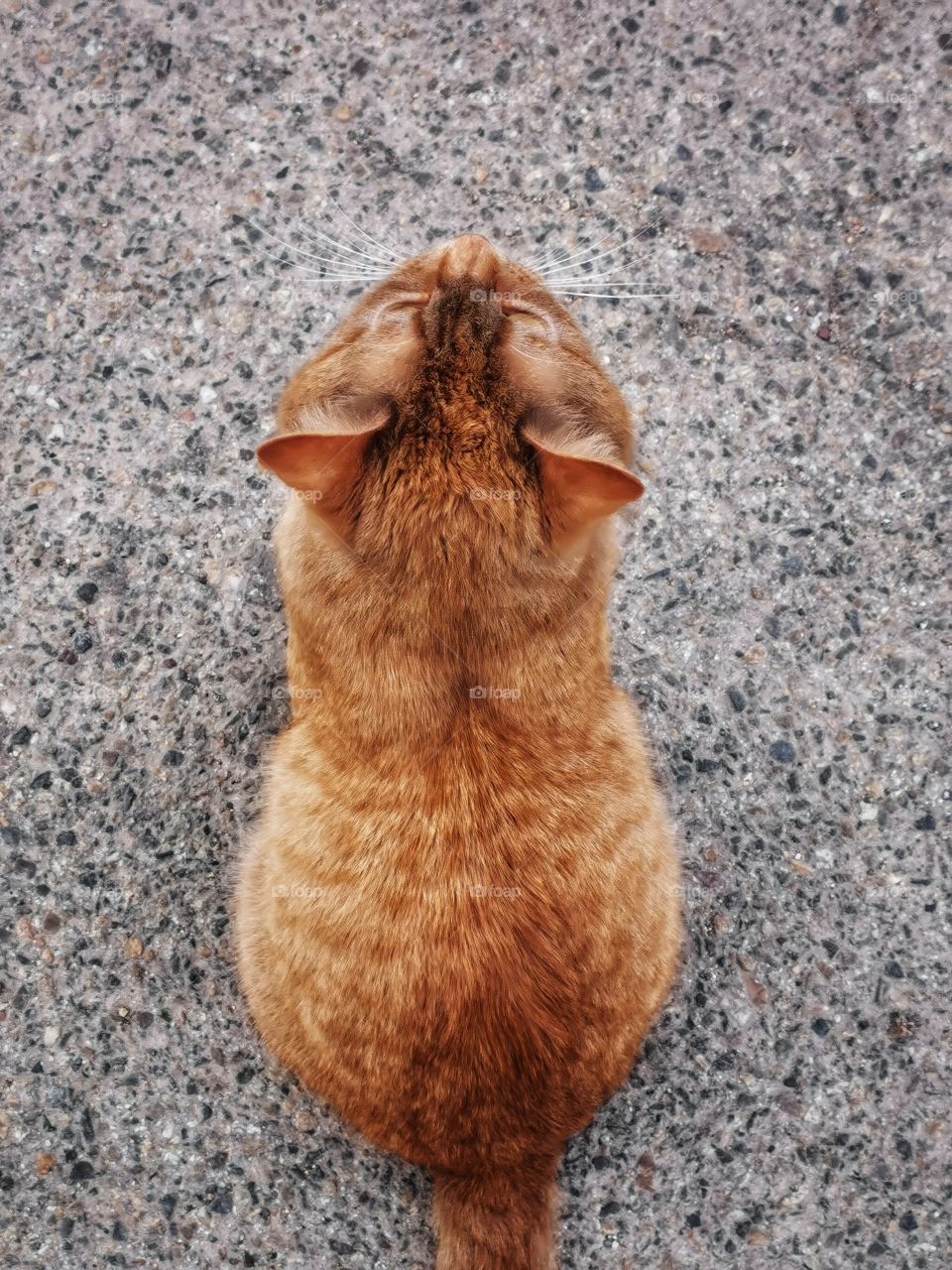 Cat pet street day outdoor street day