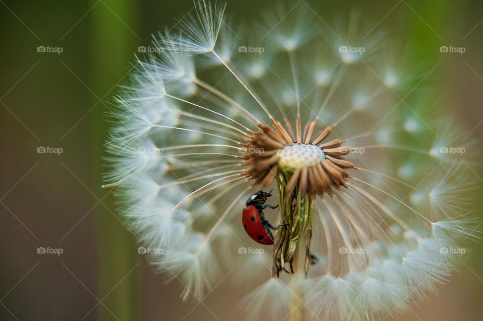 A ladybug hides under the dome of a fluffy white dandelion, creating a playful and whimsical scene in the heart of nature