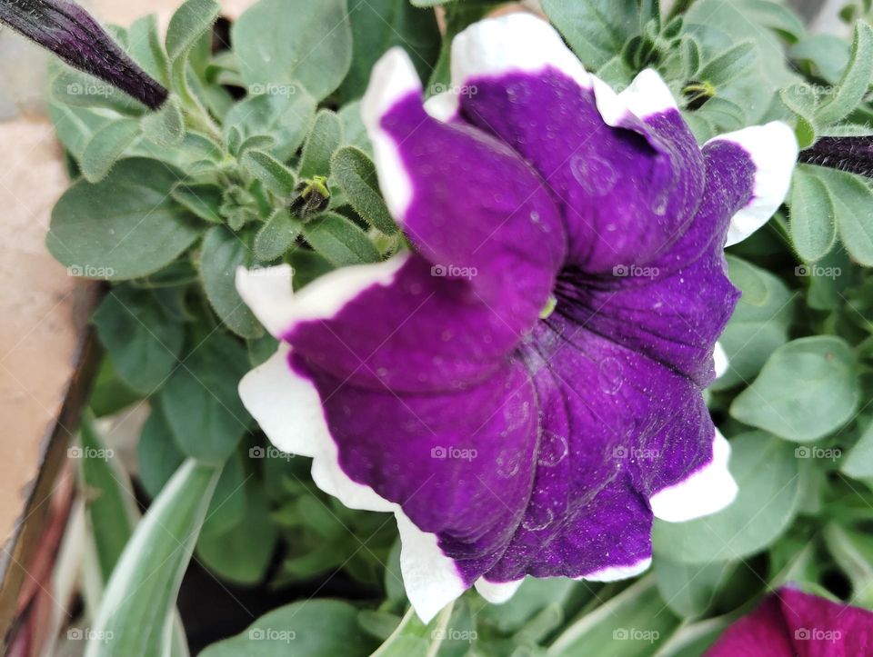 purple colour flower seasonal fresh shurb small size looks very beautiful generally found everywhere