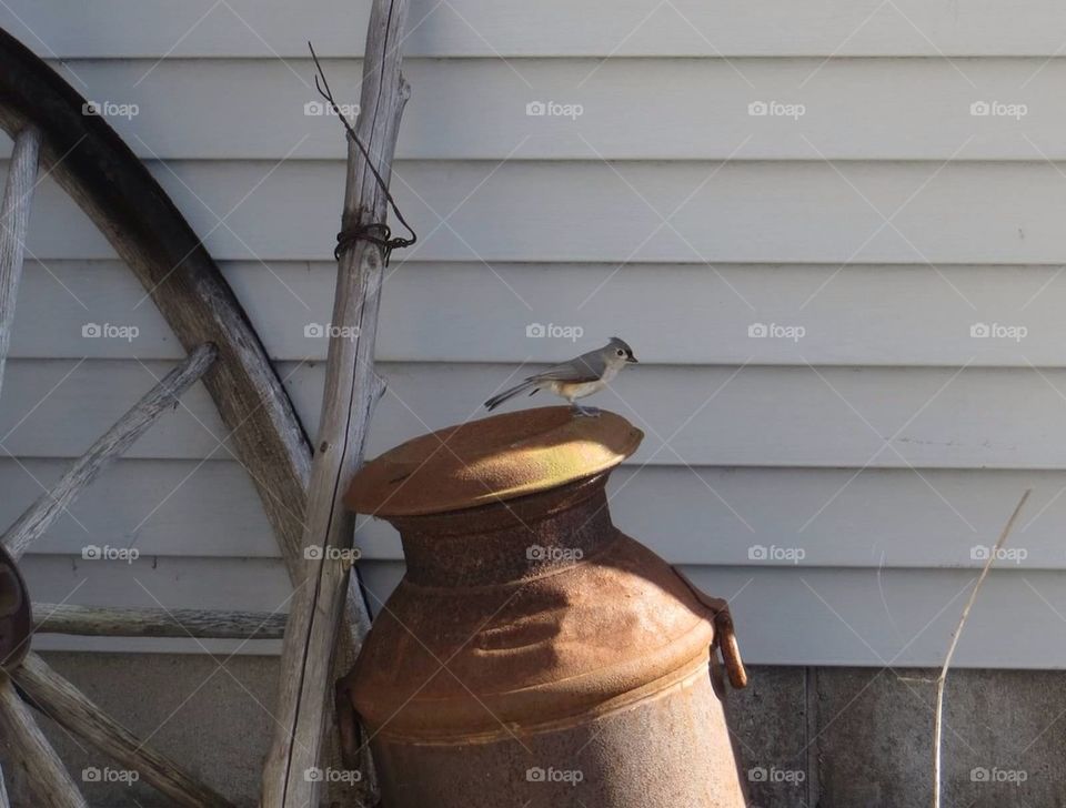 Tufted tit mouse bird
