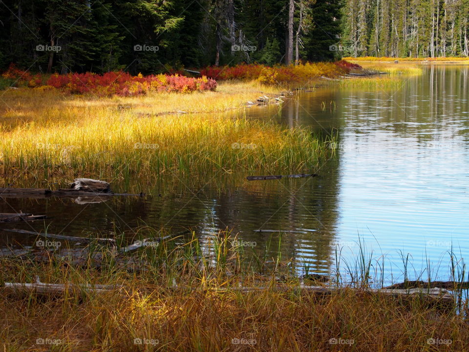 A small lake high up in the woods near the Old McKenzie Pass in Western Oregon with fall colors amongst the reeds and wild grasses.