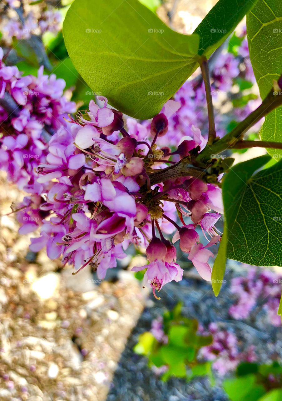 Gorgeous and vibrant mauve flowers photographed on a hike in the beautiful Claremont California walking center.  A sunny spring day, lush and green. Just before sunset. 