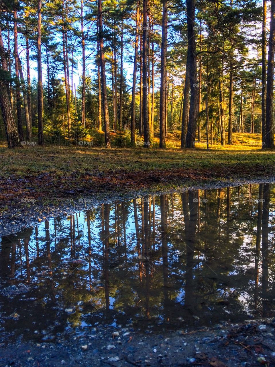 In the forest