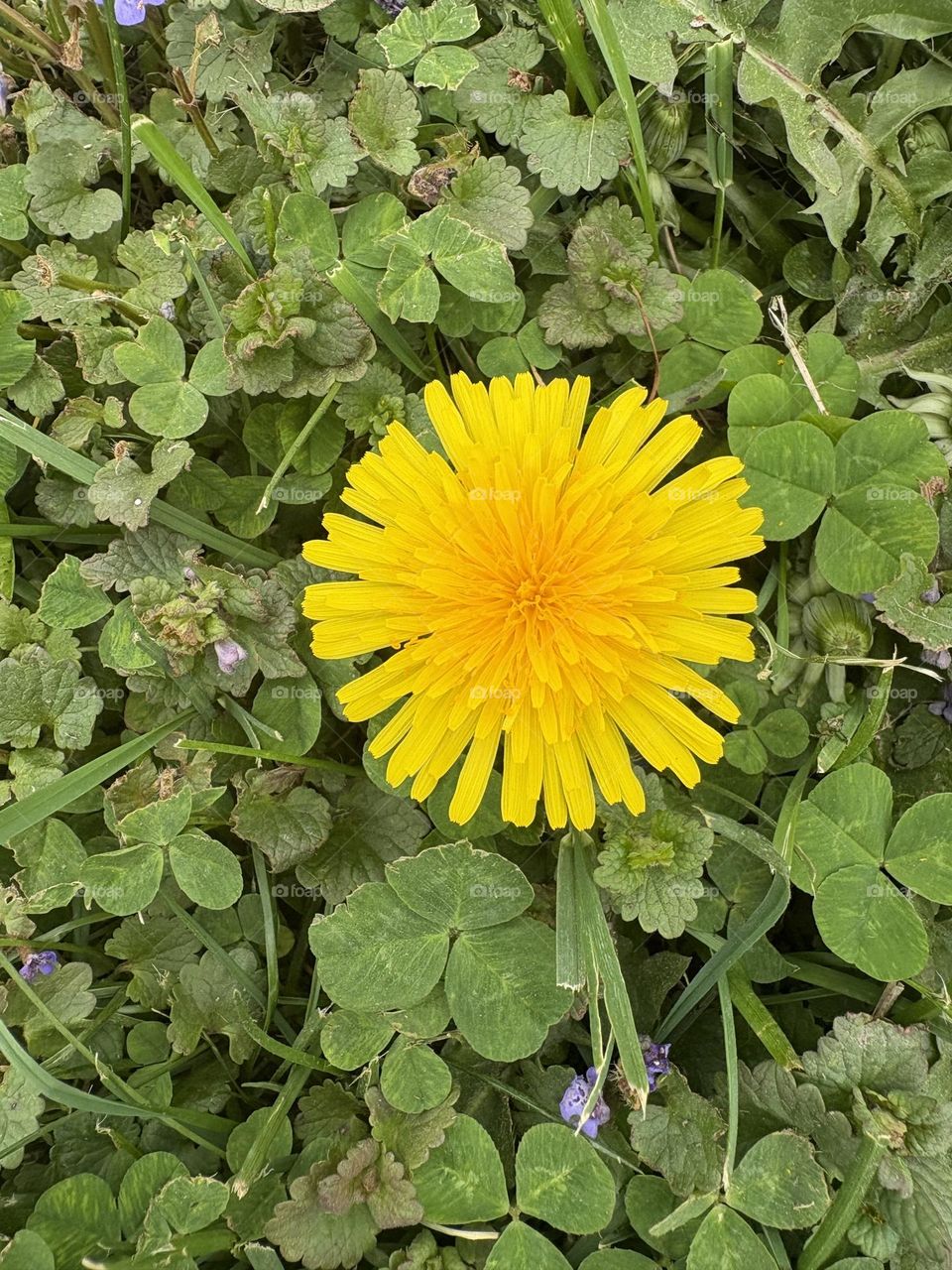 Dandelion in the grass 