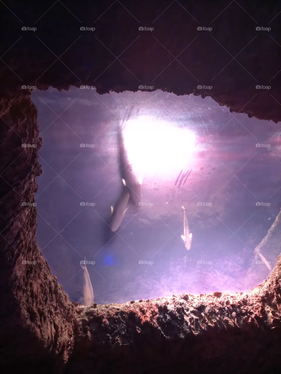 aquarium