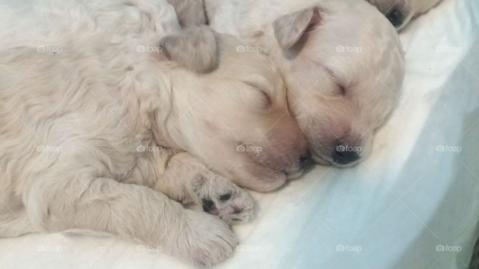 Poodle puppies sleeping