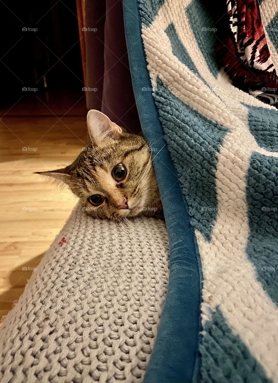 Cat playing under the blanket on the sofa 