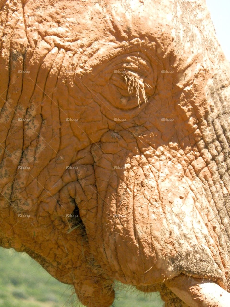 Elephant 