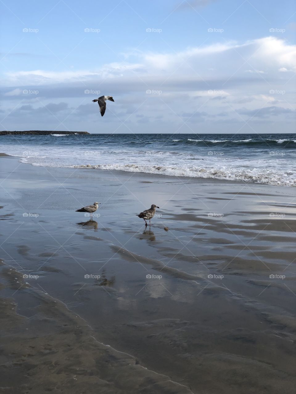 Gulls on the Shore