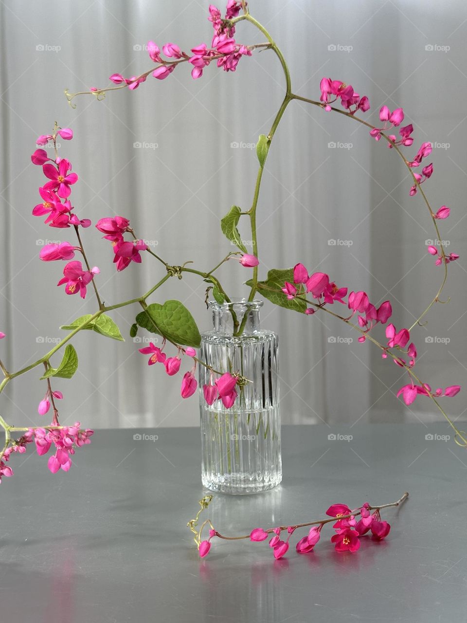 Vase of small pink flowers (Mexican creeper vine) in a small ribbed clear glass vase on a neutral background 