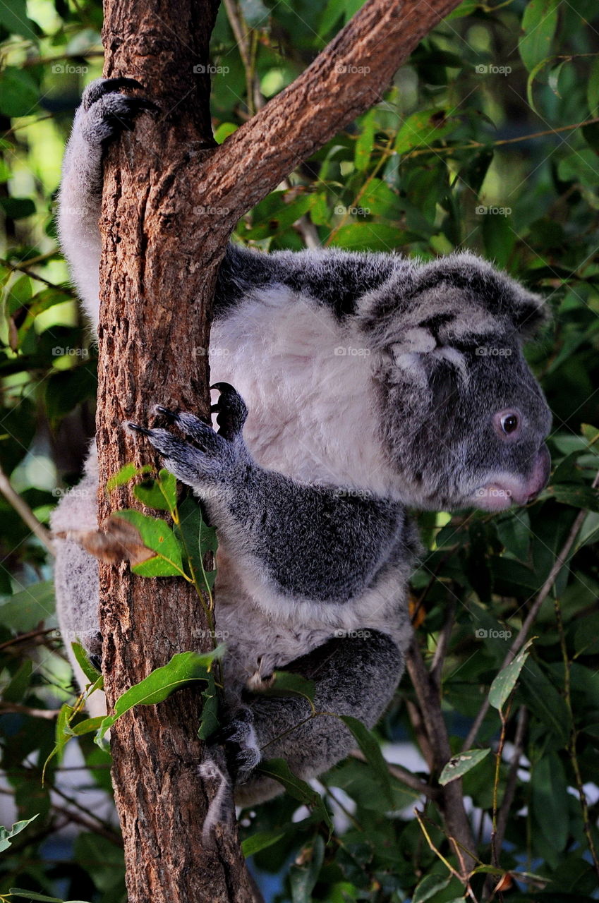Koala.