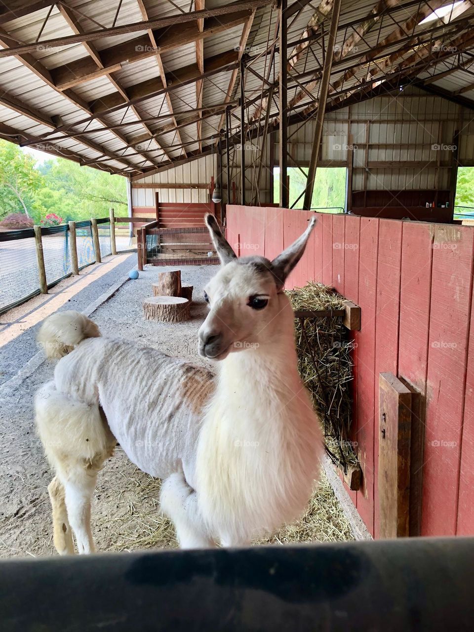 Lama at the Nova Zoo - Reston Town  Center  Zoo 🌿
