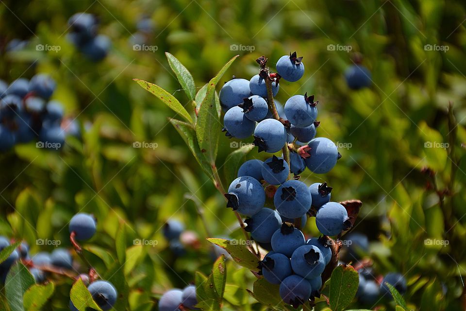 Blueberries are highly nutritious and among the world’s most powerful sources of antioxidants 