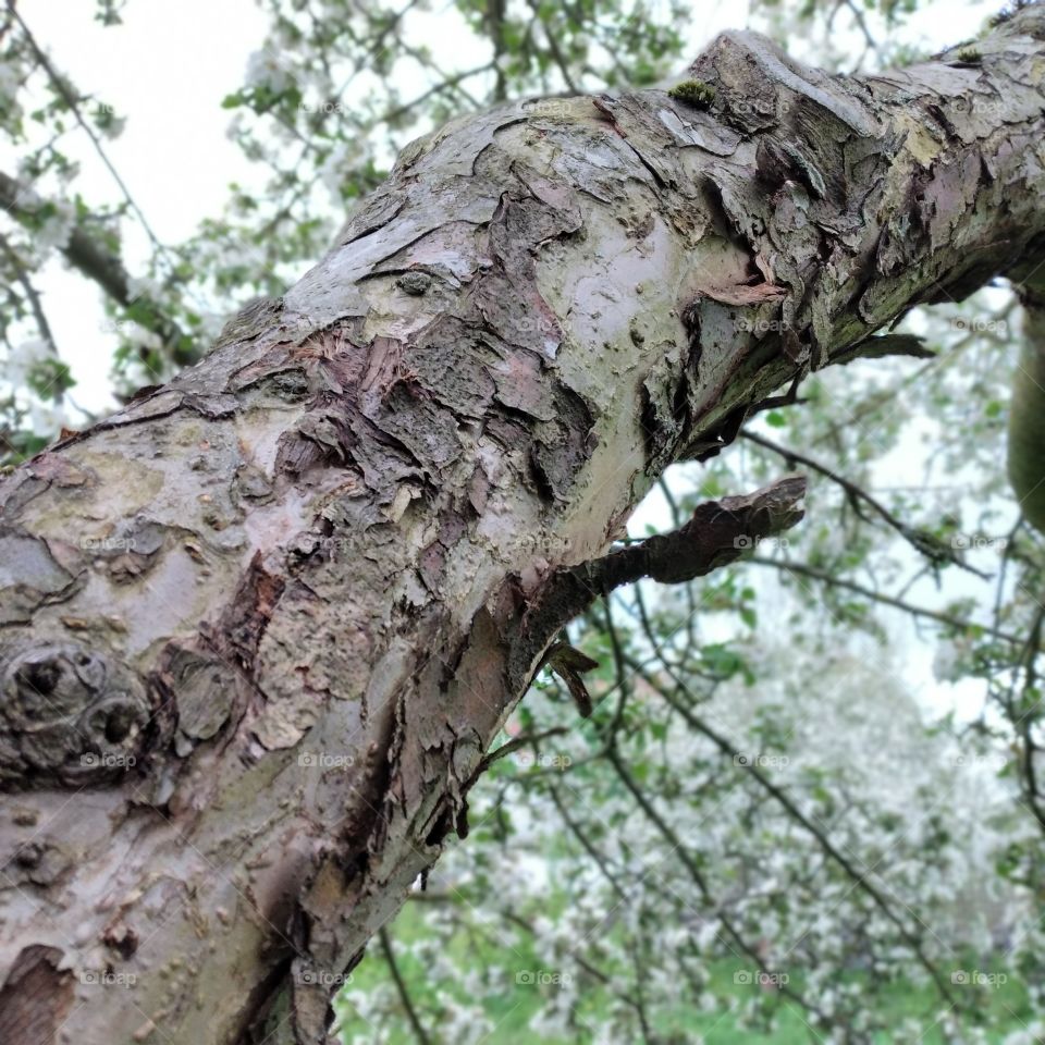 tree 🌳on a summer day ☀ (3)