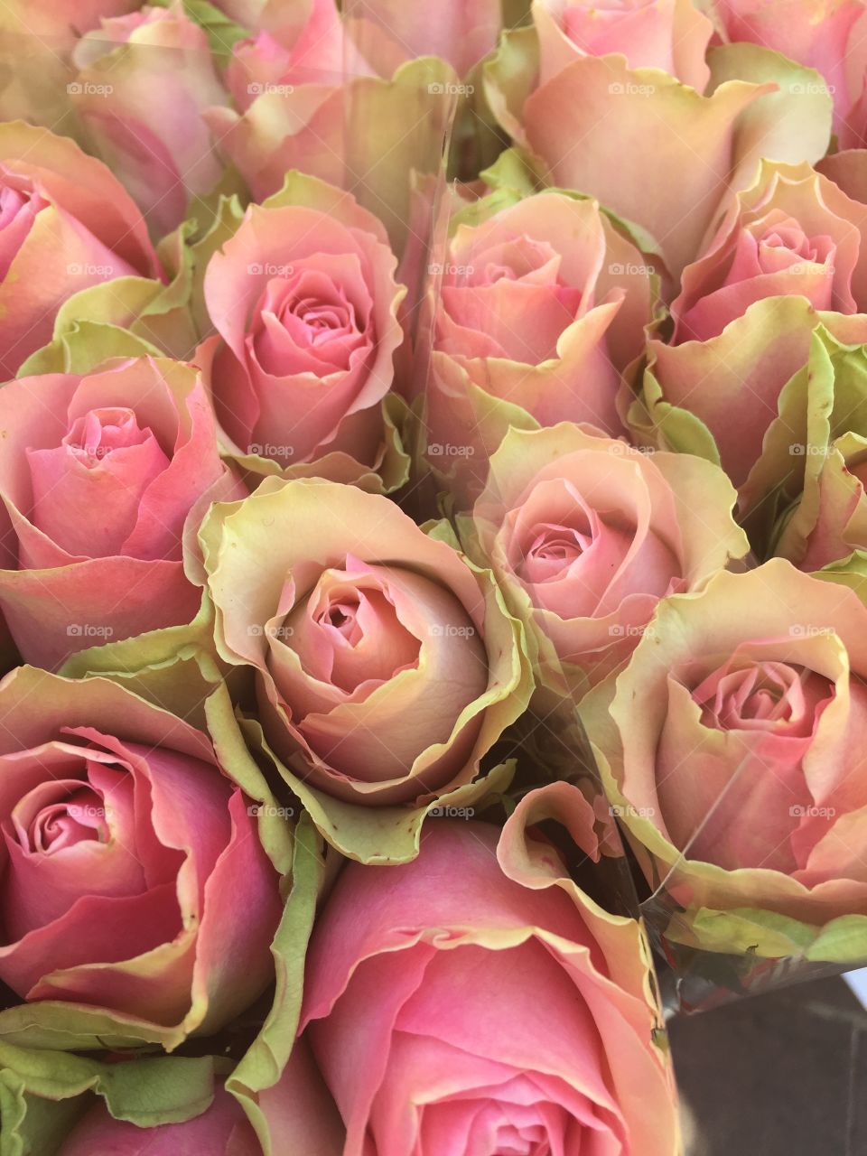 Full frame of pinks flowers