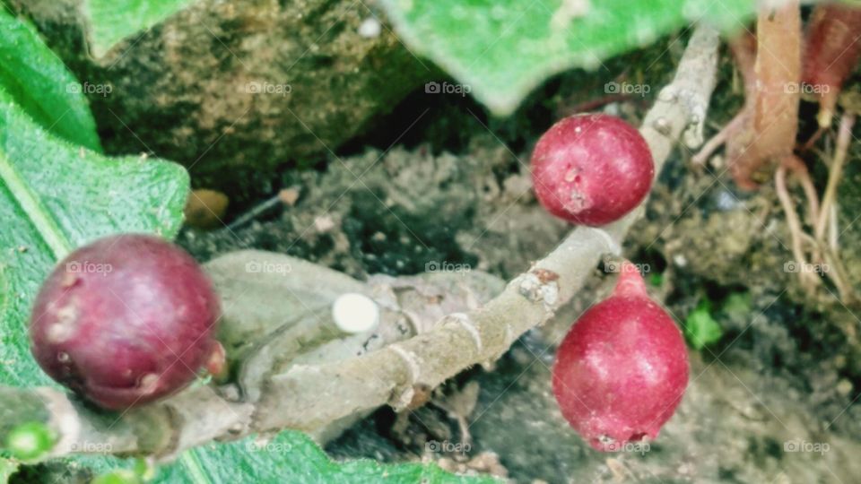 This fruit has a sweet taste and soft seeds