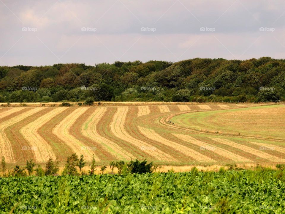 rural patterns