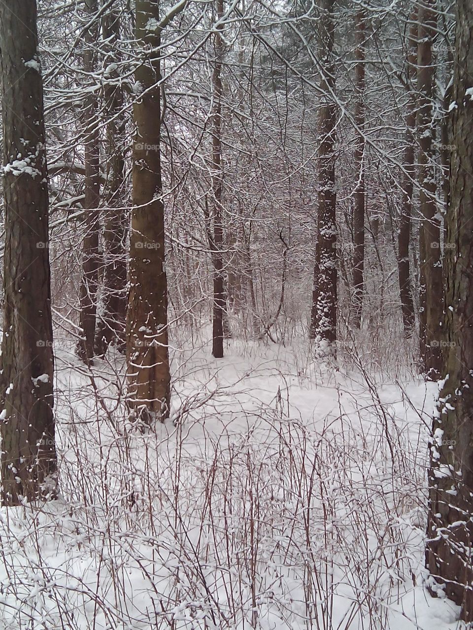 Winter, Snow, Wood, Tree, Cold