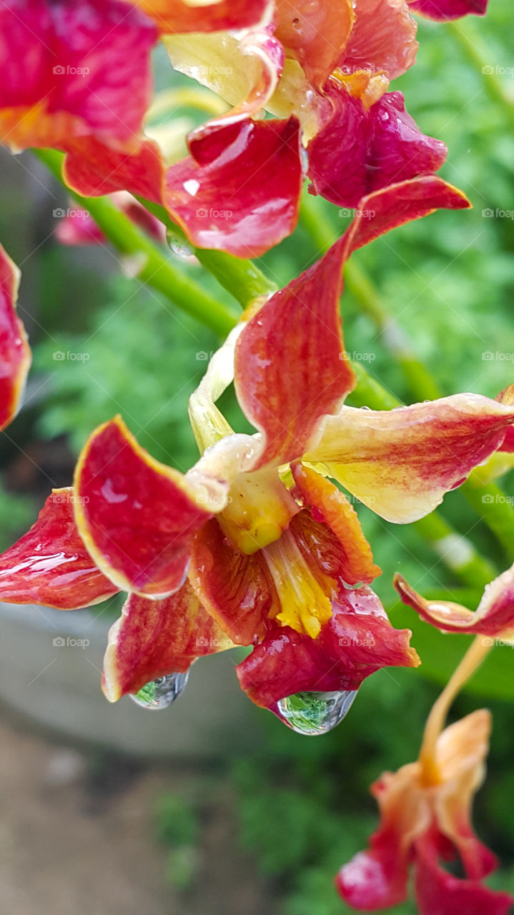 orchid fliwer decor ingarden or park