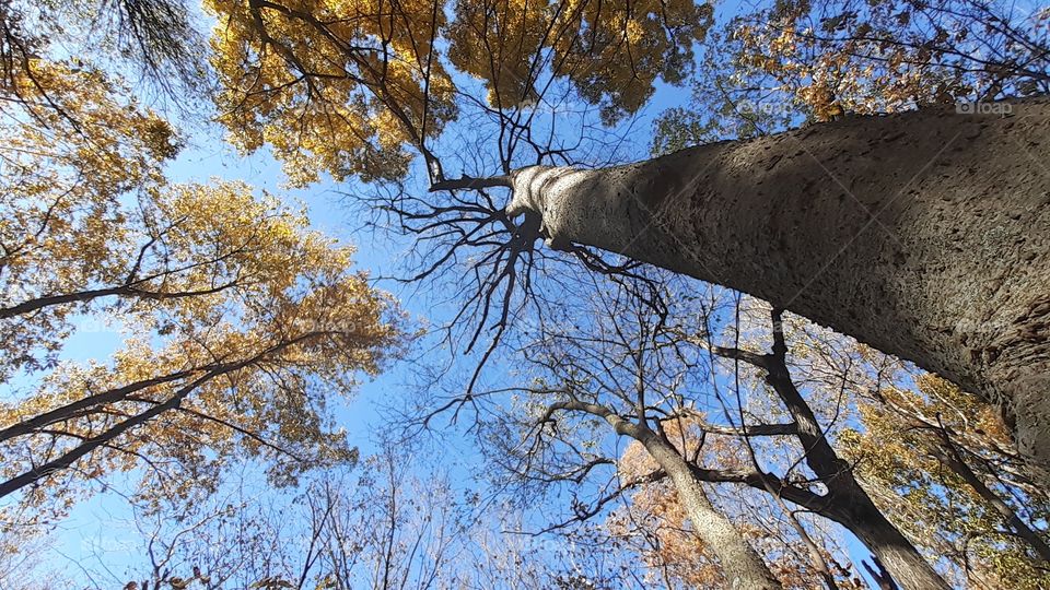 Looking Up