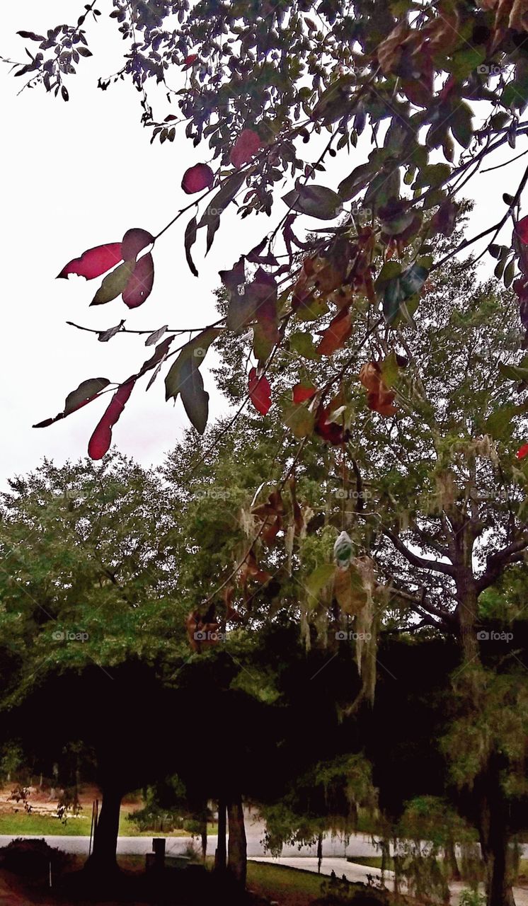 leaves colors of red green brown Spanish Moss hanging heavy in the oaks