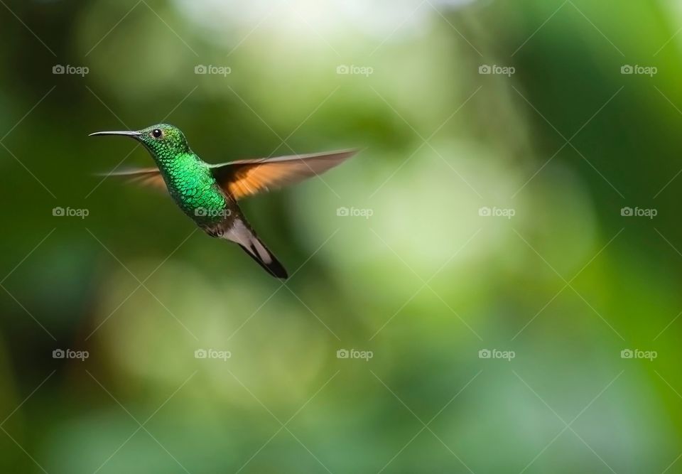 Humming bird