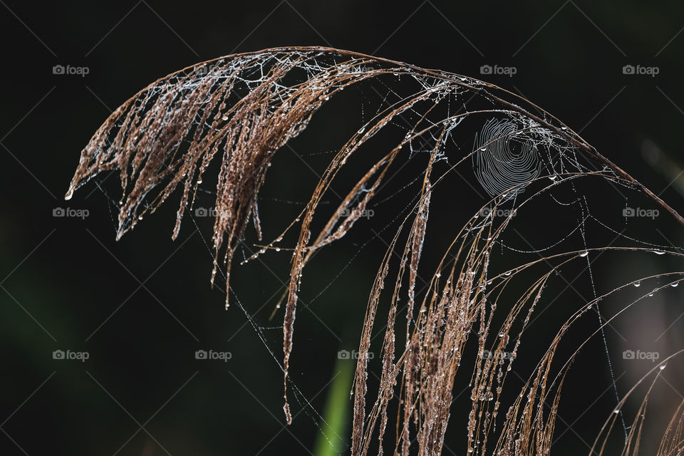 spider web on wet branches