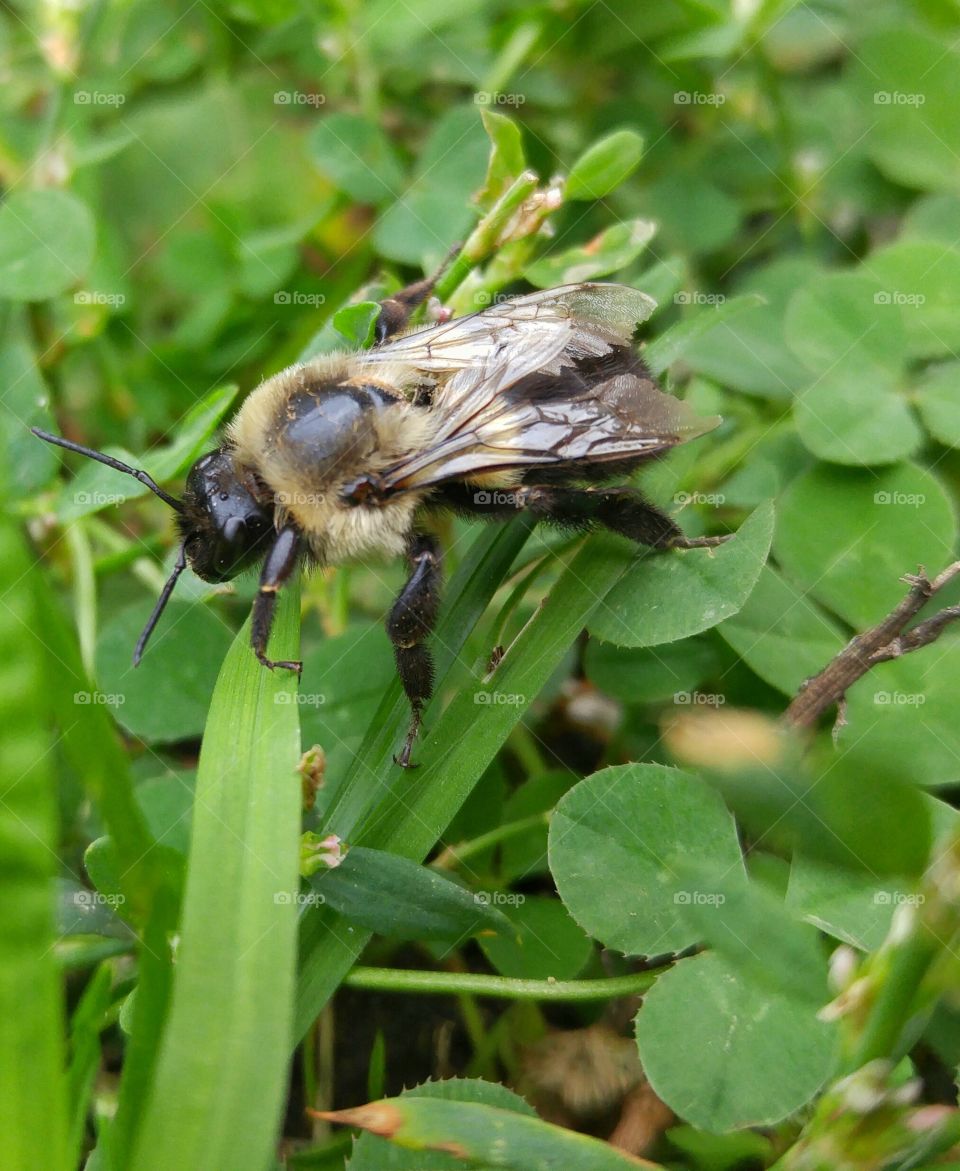 Close up and on top of a bee in the grass