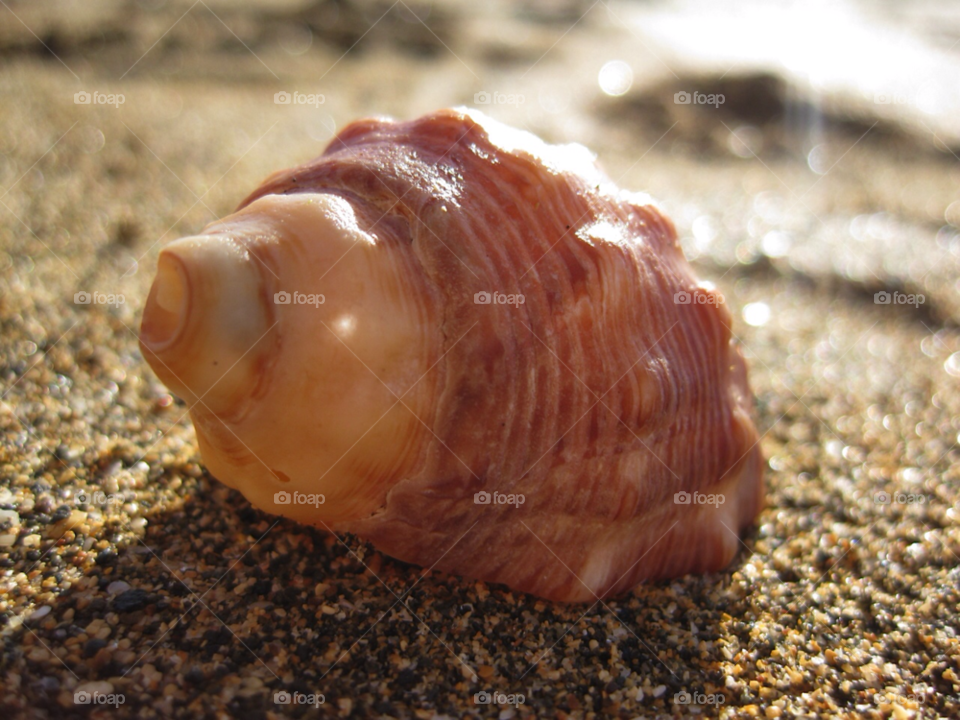 beach in shell by Tuvezz