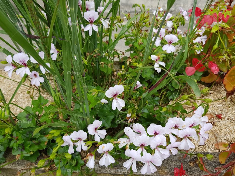 white and red flowers