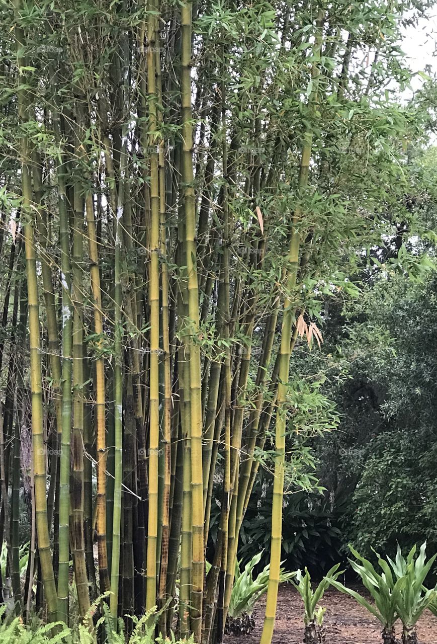 Bamboo grove 
