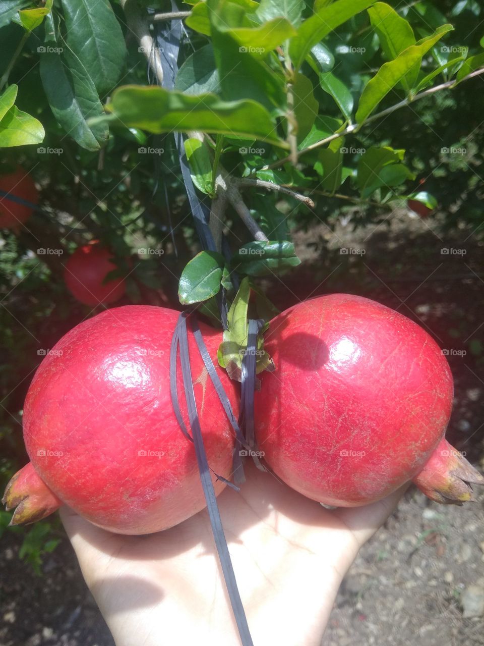 Two Red Pomegranate fruits are shining in the sunshine. 😍😛✨