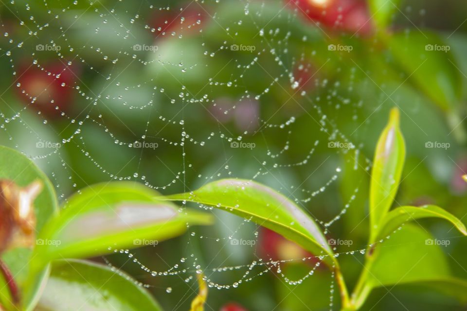 Wet spiderweb