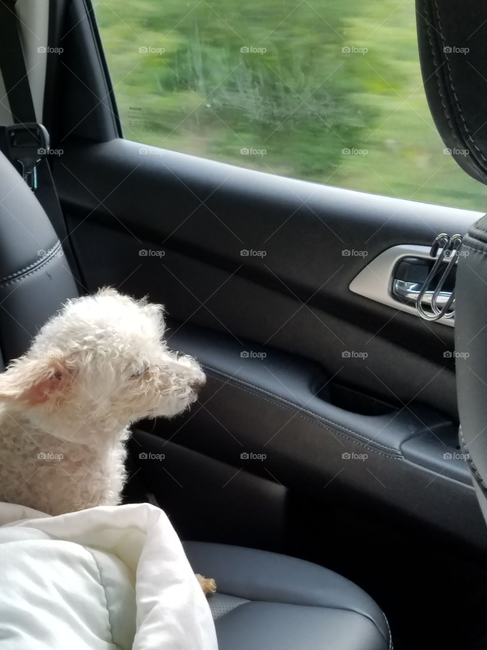 Little blind dog still loves car rides